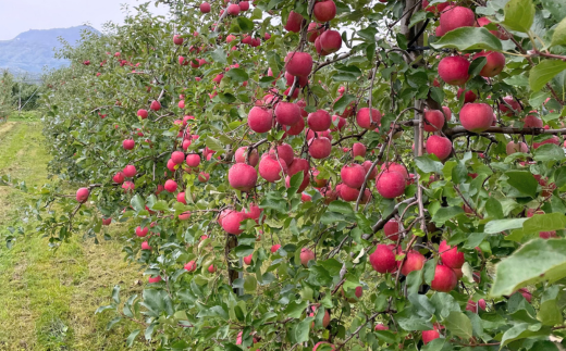 ＜2025年10月中旬よりお届け＞北海道壮瞥町　りんご　品種名「早生ふじ」12～18玉約5kg SBTF009