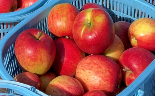 ＜2025年10月下旬よりお届け＞北海道壮瞥町 りんご「シナノスイート」12～18玉約5kg SBTF012