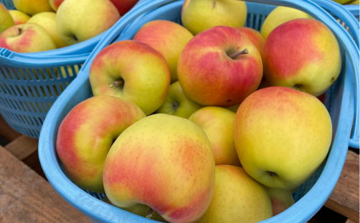 ＜2025年11月上旬よりお届け＞北海道壮瞥町 りんご「ぐんま名月」12～20玉約5kg SBTF013