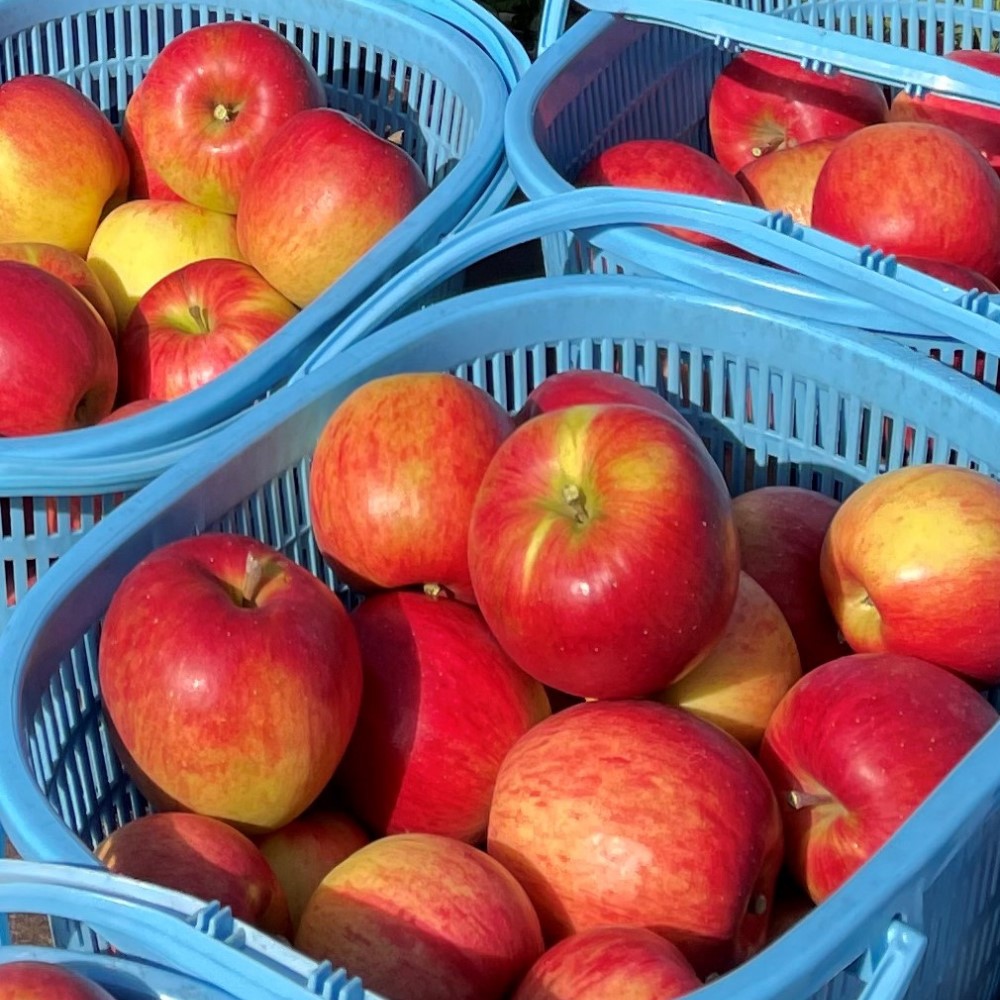 北海道壮瞥町　りんご(スマートフレッシュ)　品種名「シナノスイート」8～10玉約3kg　SBTF026