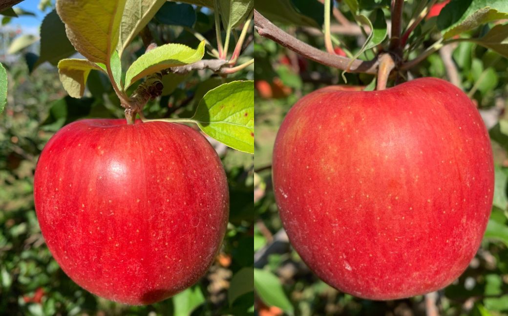 ＜10月中旬頃よりお届け＞北海道壮瞥産りんご 早生ふじ 約5kg(13～18玉)【贈答用】 SBTK014