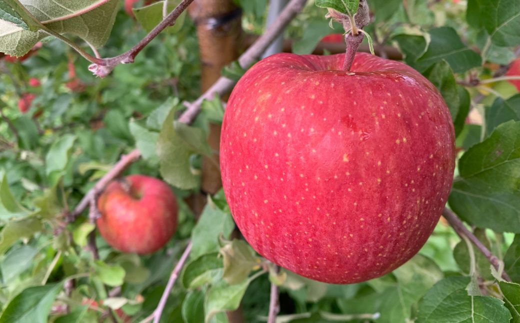 ＜11月下旬頃よりお届け＞北海道壮瞥産りんご サンふじ 約5kg(14～20玉)【ご家庭用】 SBTK015