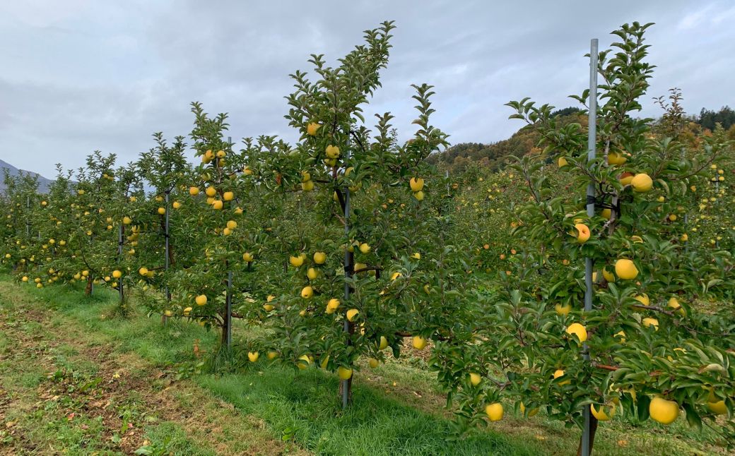 ＜11月下旬頃よりお届け＞北海道壮瞥産りんご シナノゴールド 約5kg(13～18玉)【贈答用】 SBTK018