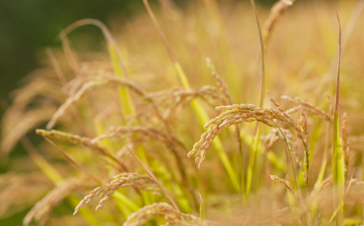 【令和7年産新米】<10月上旬よりお届け>あのさんちの美味しいお米 ななつぼし 精米5kg SBTL018