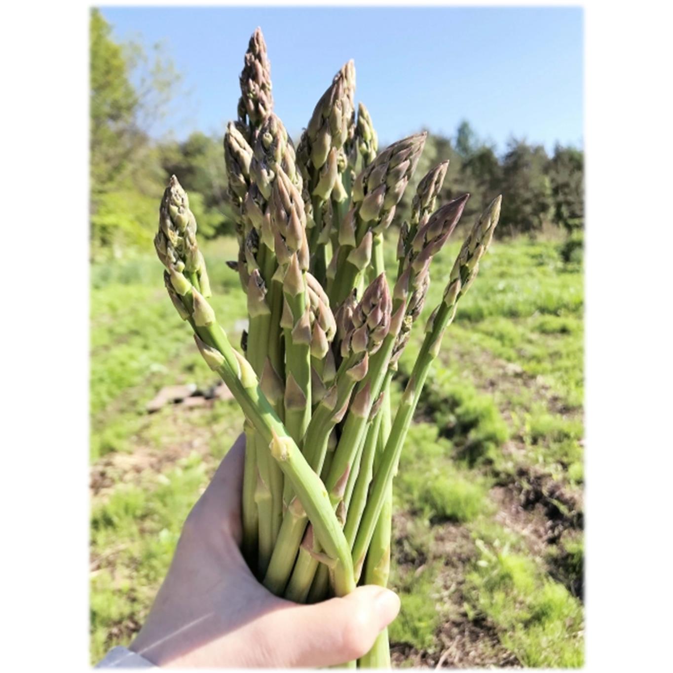 ＜2026年5月中・下旬よりお届け＞北海道壮瞥産「ファーム横山」朝採れ直送　グリーンアスパラ約1kg（L・2L混合） SBTM008