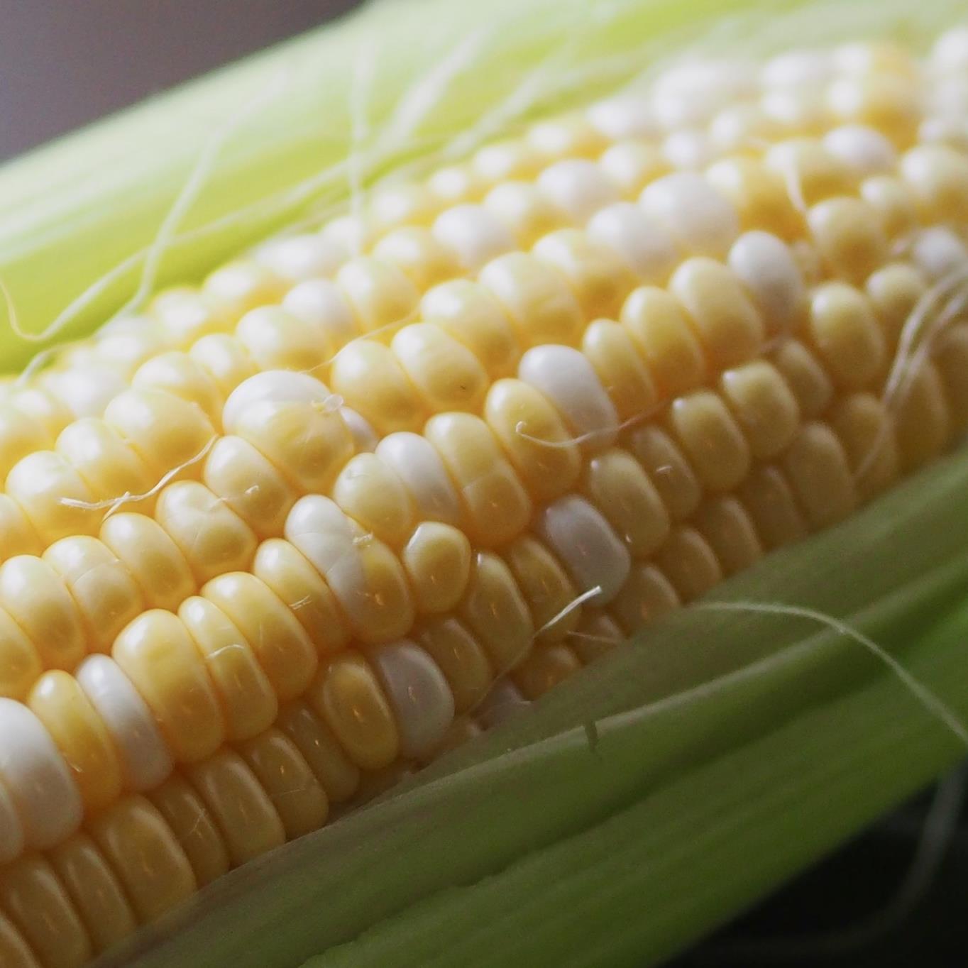 ＜2026年8月上旬よりお届け＞北海道壮瞥産 とうもろこし（スイートコーン）13本 約5kg SBTN001