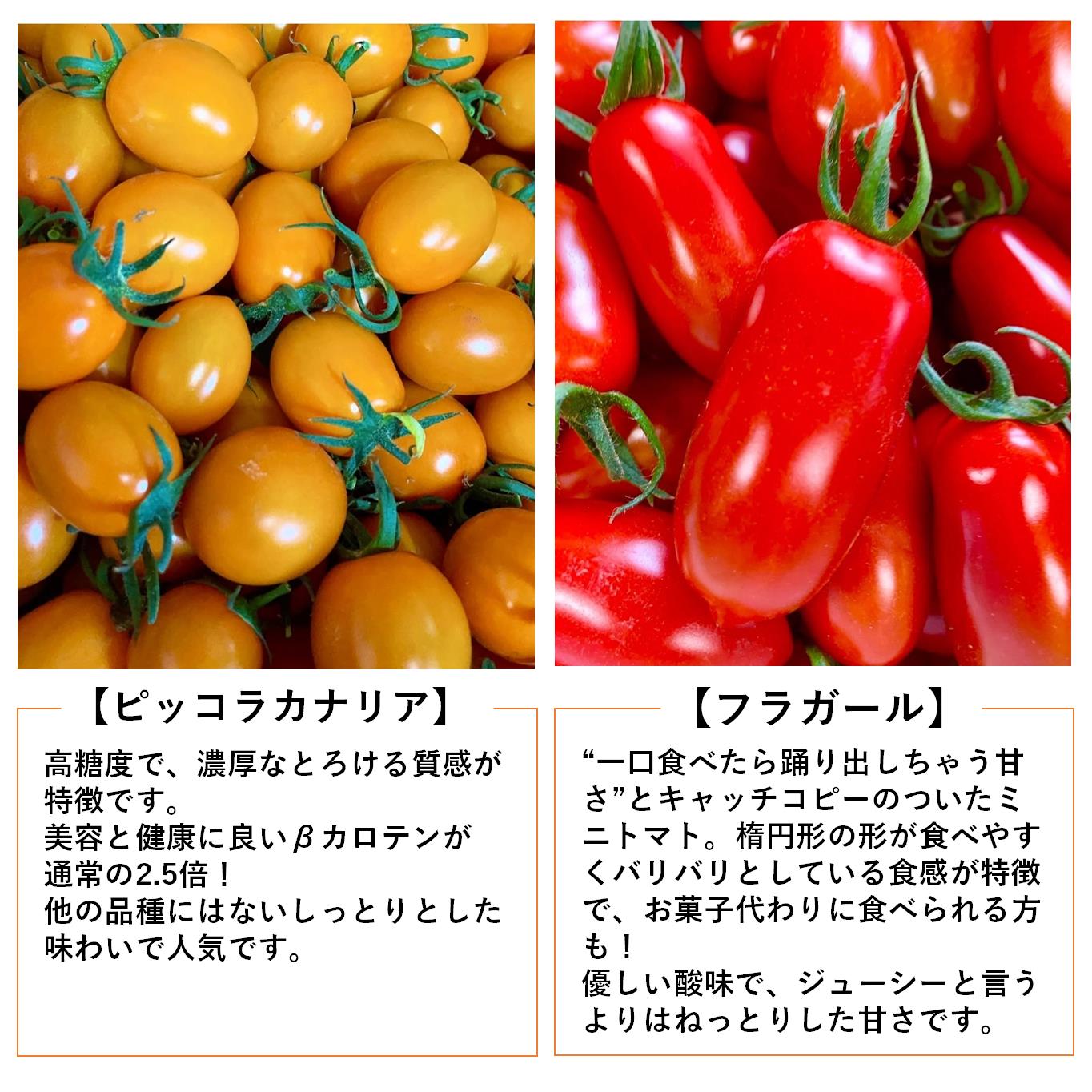 ＜2026年7月上旬よりお届け＞【農園直送】北海道壮瞥産　彩りミニトマト約2.7kg SBTO004