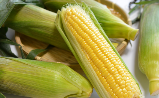 ＜2026年8月初旬よりお届け＞約5kg！北海道壮瞥産とうもろこし（恵味）【Ｌ～2Lサイズ 11～13本】 SBTP002