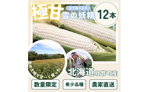 ＜2026年8月下旬よりお届け＞【朝採り】北海道壮瞥産 白いとうもろこし「雪の妖精」Lサイズ12本(約4kg) SBTQ001