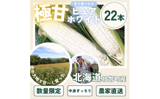 ＜2026年8月中旬よりお届け＞【朝採り】北海道壮瞥町　ホワイトコーン「ピュアホワイト」Lサイズ以上22本（約10kg） SBTQ002