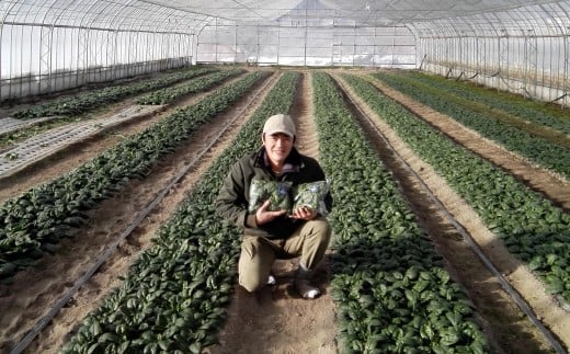 ＜2025年12月上旬よりお届け＞大作農園の寒締めちぢみほうれん草　約1.2kg SBTR001