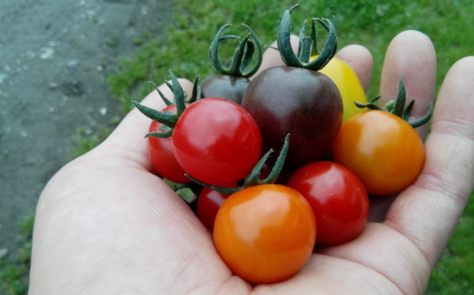 ＜2026年7月上旬よりお届け＞北海道壮瞥産 大作農園のカラフルミニトマト約1.5kg(5種以上) SBTR002