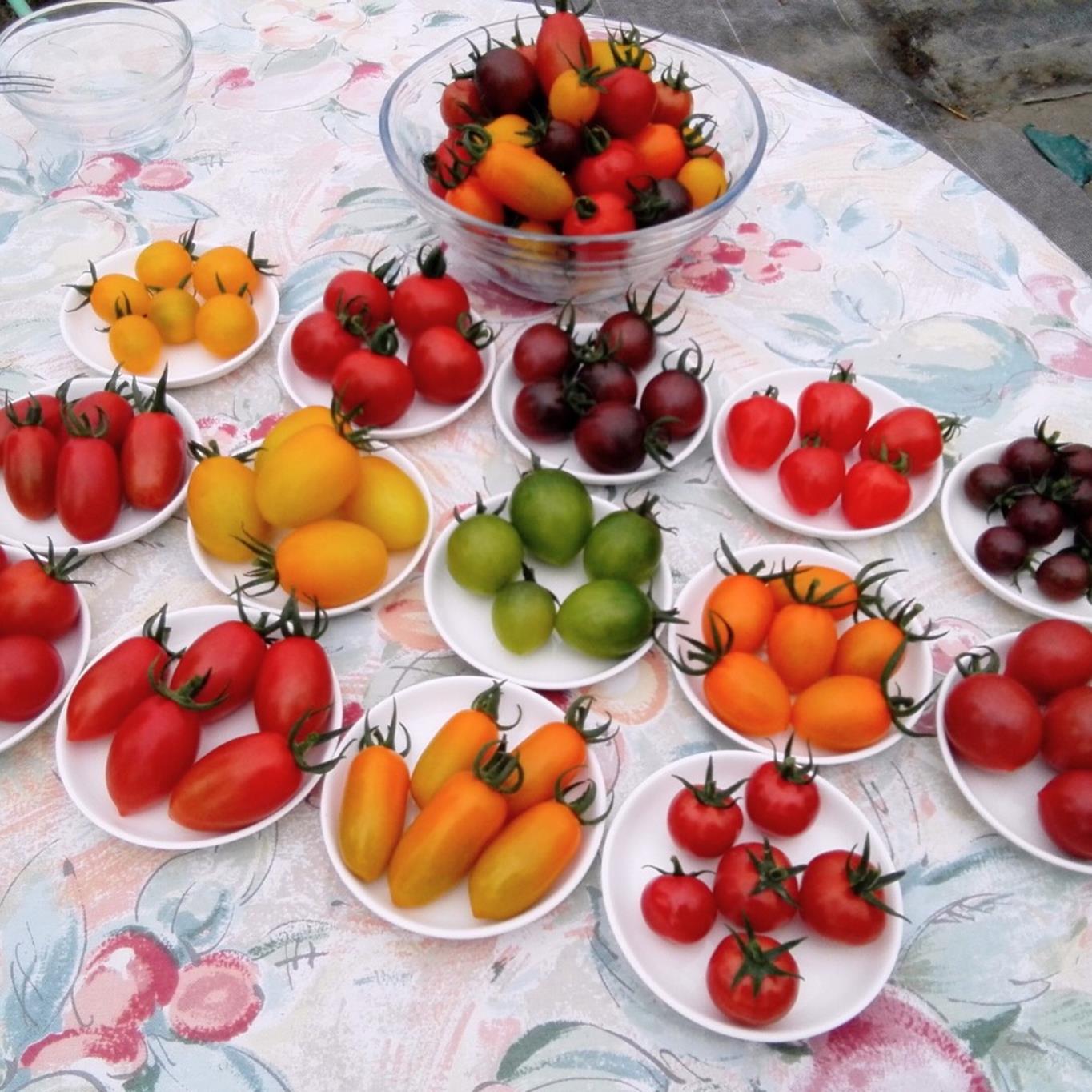 ＜2025年12月・2026年8月お届け＞大作農園　寒締めちぢみほうれん草約1.2kg・カラフルミニトマト約1.5kg　2回お届け定期便 SBTR006