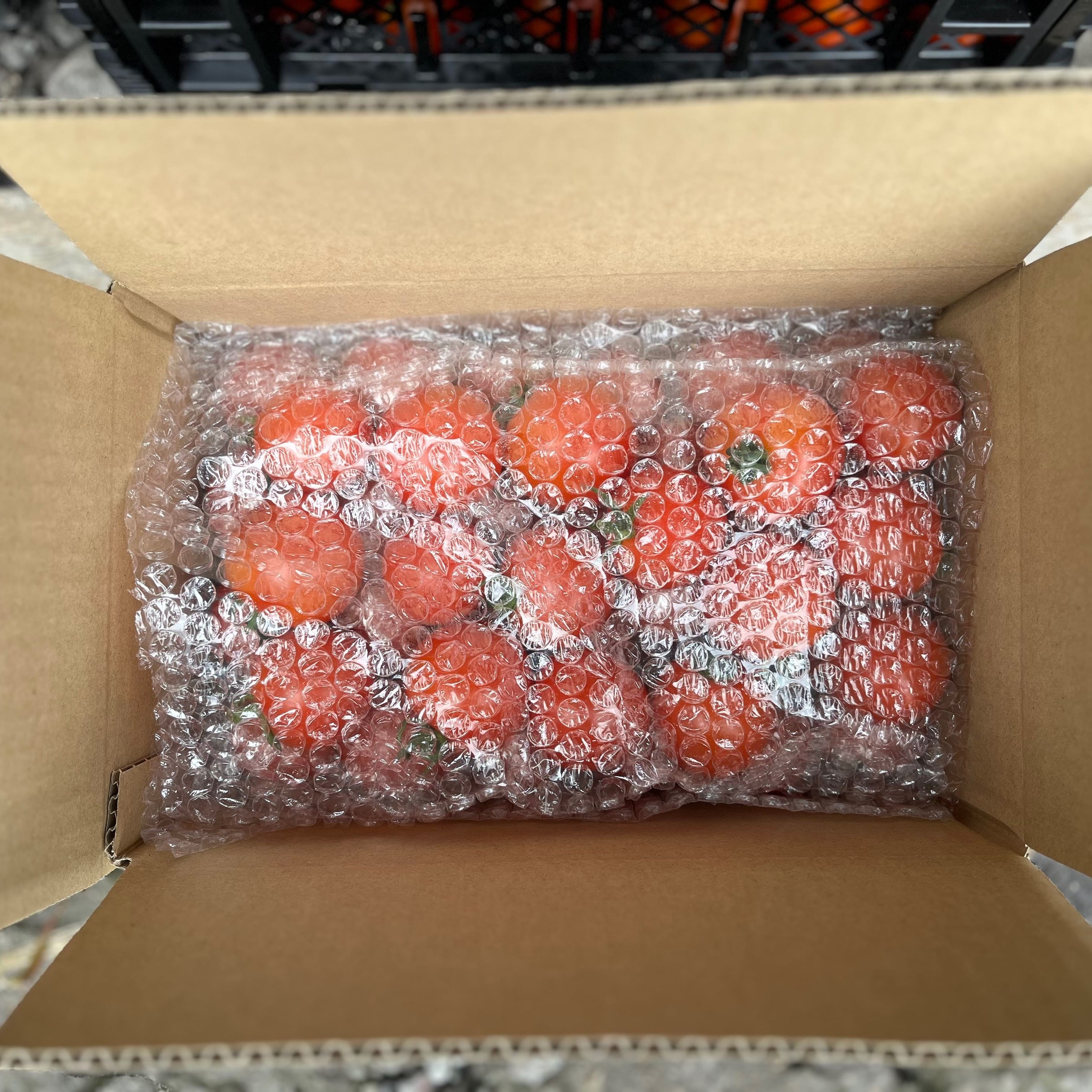 【2026年予約】極旨トマトクール便 北海道壮瞥町産 ラビットゴッホ2kg 中玉トマト SBTAJ003