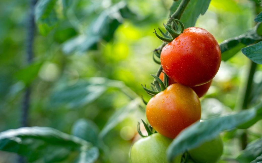 【2026年予約】極旨トマトクール便 食べ比べ2種セット 北海道壮瞥町産 スイート＆ラビットゴッホ 1kg 中玉トマト SBTAJ026