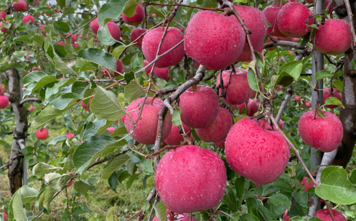 ＜2025年10月中旬よりお届け＞北海道壮瞥町　りんご　品種名「早生ふじ」12～18玉約5kg SBTF009