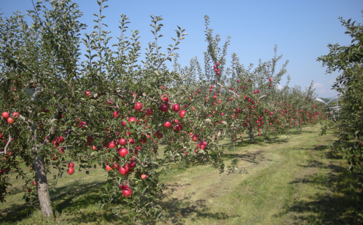 ＜2025年9月下旬～10月中旬頃までのお届け＞北海道壮瞥町　りんご　品種名「サンつがる」14~18玉約5kg SBTF010
