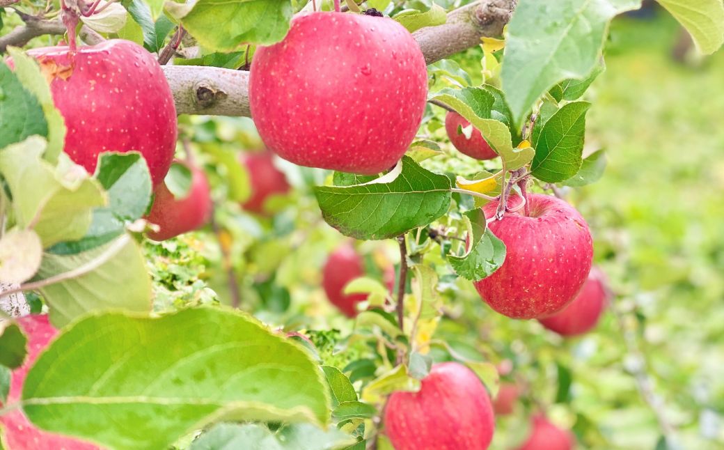 ＜10月中旬頃よりお届け＞北海道壮瞥産りんご 早生ふじ 約5kg(14～20玉)【ご家庭用】SBTK013