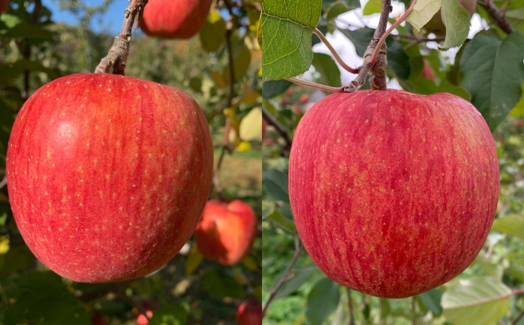 ＜11月下旬頃よりお届け＞北海道壮瞥産りんご サンふじ 約5kg(13～18玉)【贈答用】 SBTK016