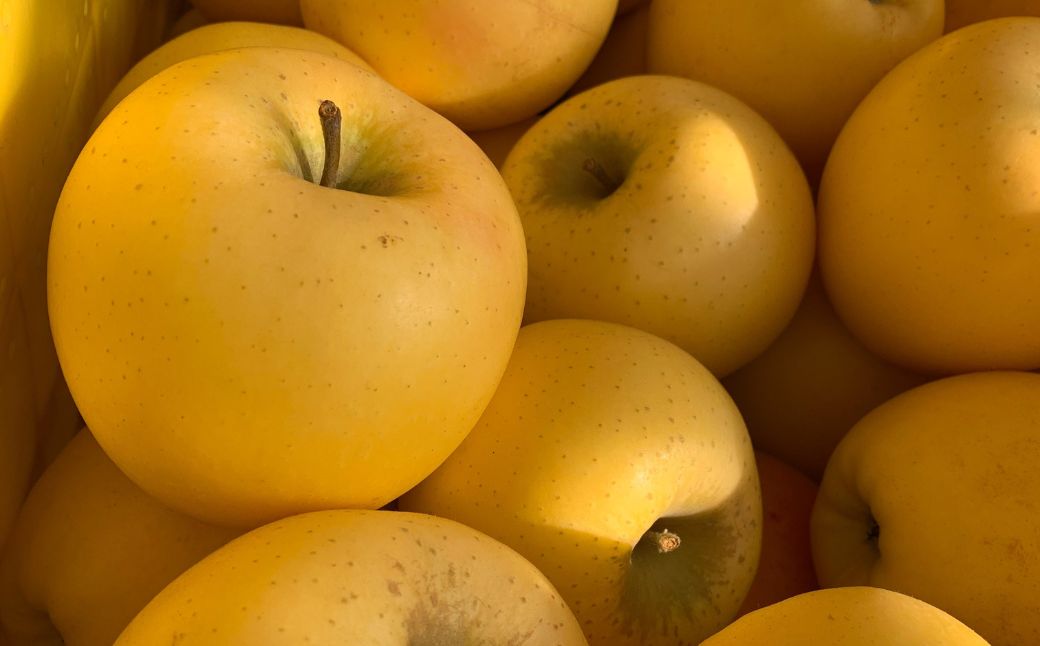 ＜11月下旬頃よりお届け＞北海道壮瞥産りんご シナノゴールド 約5kg(13～18玉)【贈答用】 SBTK018