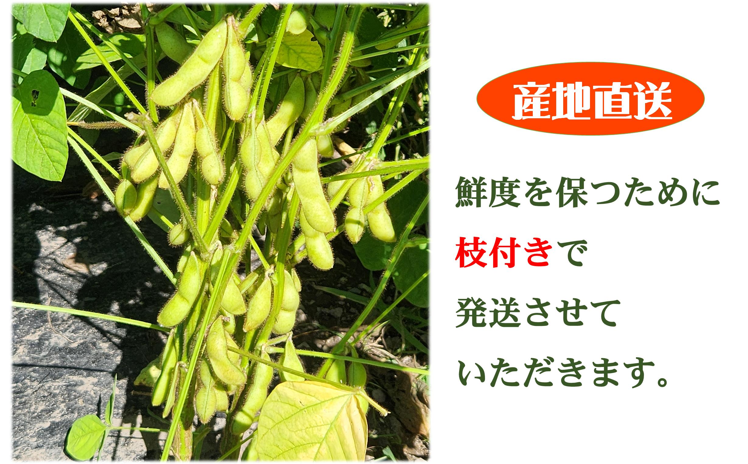 <2025年9月中旬よりお届け>枝付き枝豆「たまふくら」約3kg SBTM007