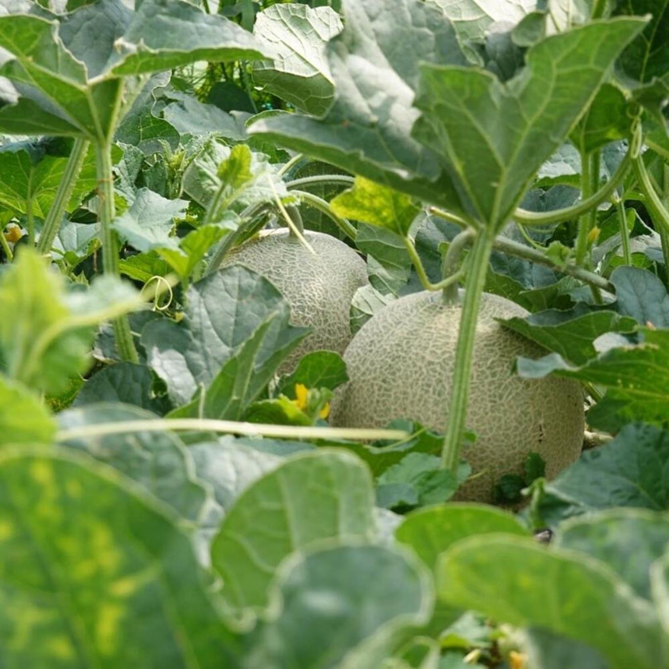 ＜2026年7月下旬よりお届け＞北海道壮瞥産 赤肉メロン（ニューキングメロン）2玉 約3kg SBTN003