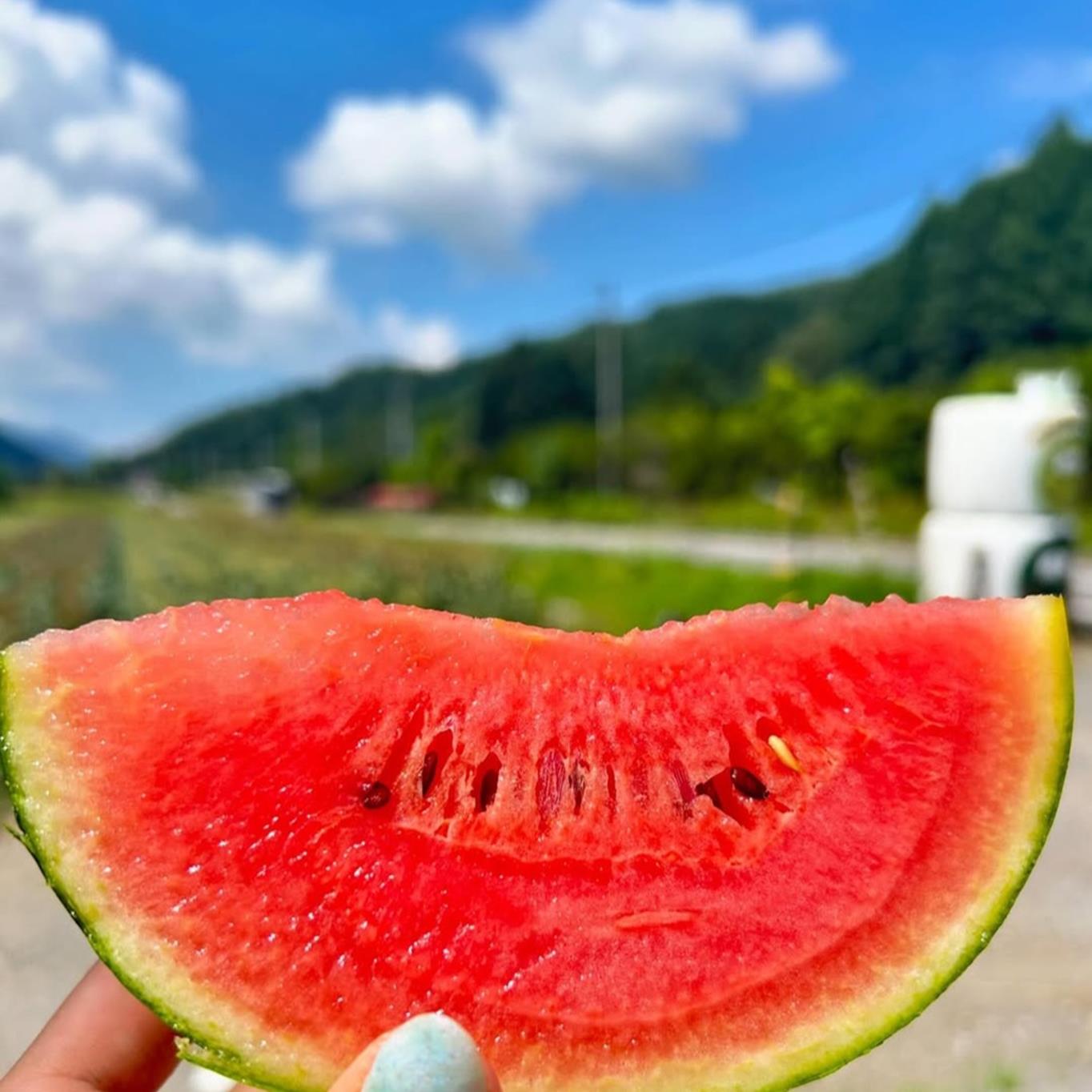 ＜2026年8月上旬より順次お届け＞北海道壮瞥産 小玉すいか（赤肉・ピノガール）2玉約3kg スイカ　 SBTN004