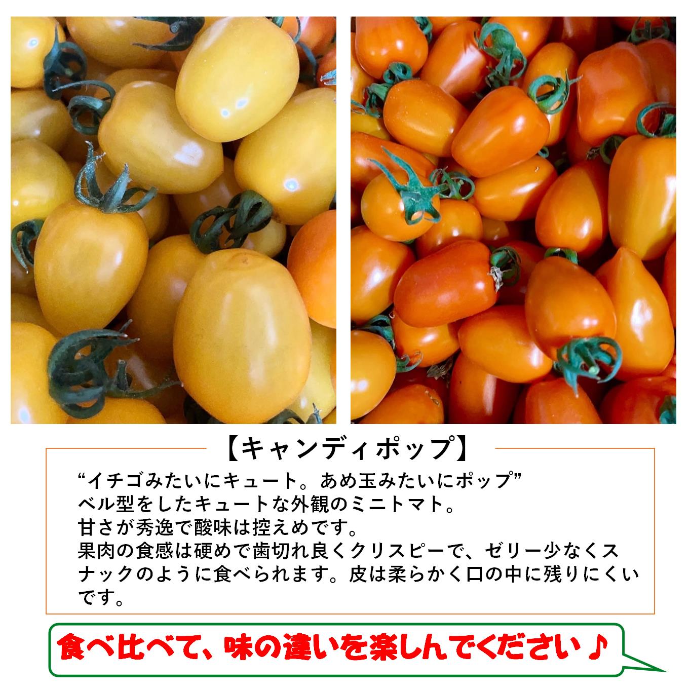 ＜2026年7月上旬よりお届け＞【農園直送】北海道壮瞥産　彩りミニトマト約2.7kg SBTO004