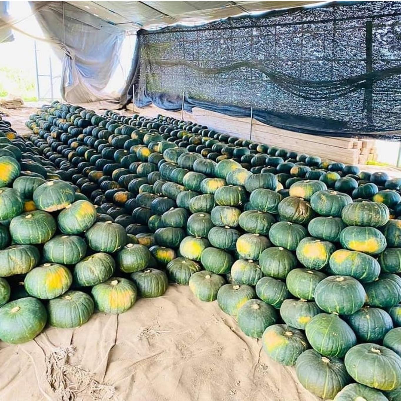 ＜2026年9月初旬よりお届け＞【農園直送】清水農園のかぼちゃ(甘旨）約10kg (4～6玉) SBTO013