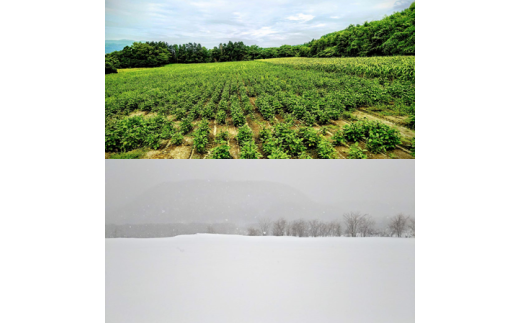 ＜2026年8月下旬よりお届け＞【朝採り】北海道壮瞥産 白いとうもろこし「雪の妖精」Lサイズ6本(約2kg) SBTQ005