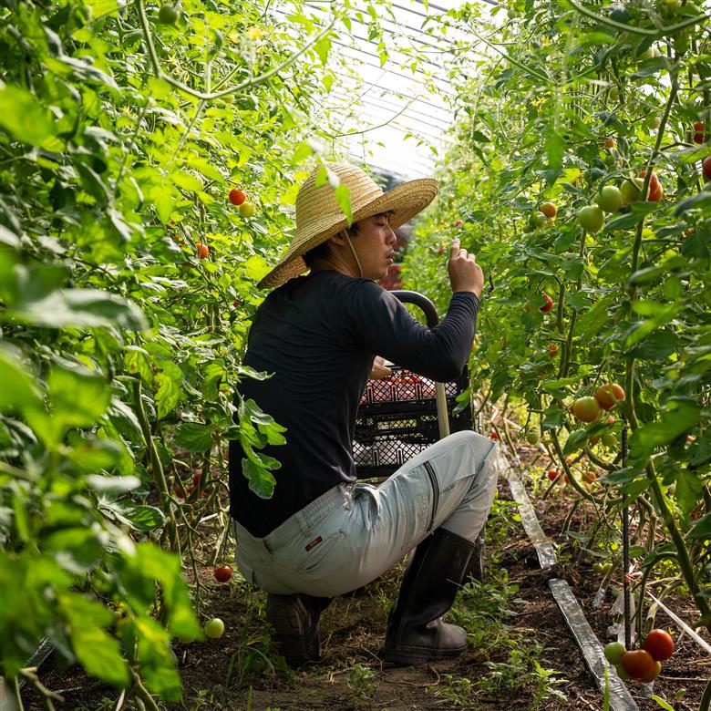 北海道壮瞥町産 ラビットゴッホ1.5kg 中玉トマト SBTAJ002