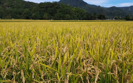 【新米】【令和7年産 3ヶ月定期配送】（精米10kg）ホクレンゆめぴりか（精米5kg×2袋） SBTD039