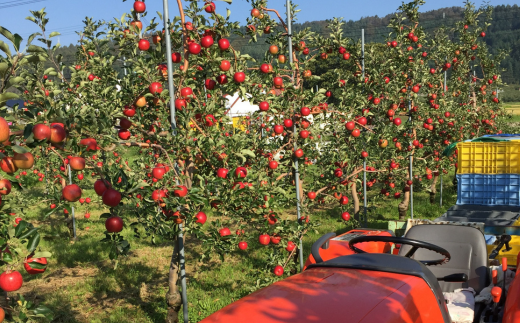 ＜2025年9月下旬～10月中旬頃までのお届け＞ 北海道壮瞥町 りんご 品種名「サンつがる」8～11玉約3kg SBTF001