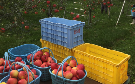 ＜2025年10月下旬よりお届け＞北海道壮瞥町 りんご「シナノスイート」12～18玉約5kg SBTF012