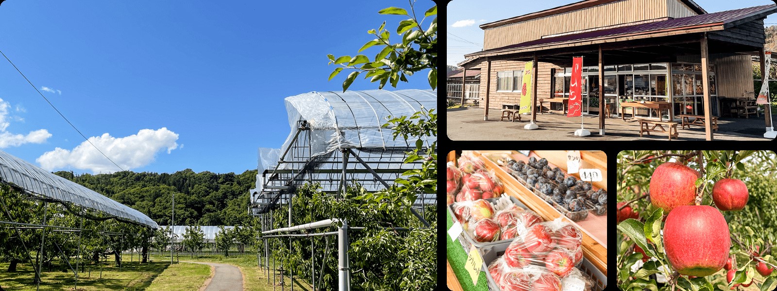 北海道壮瞥町　りんご(スマートフレッシュ)　品種名「シナノゴールド」8～10玉約3kg　SBTF028