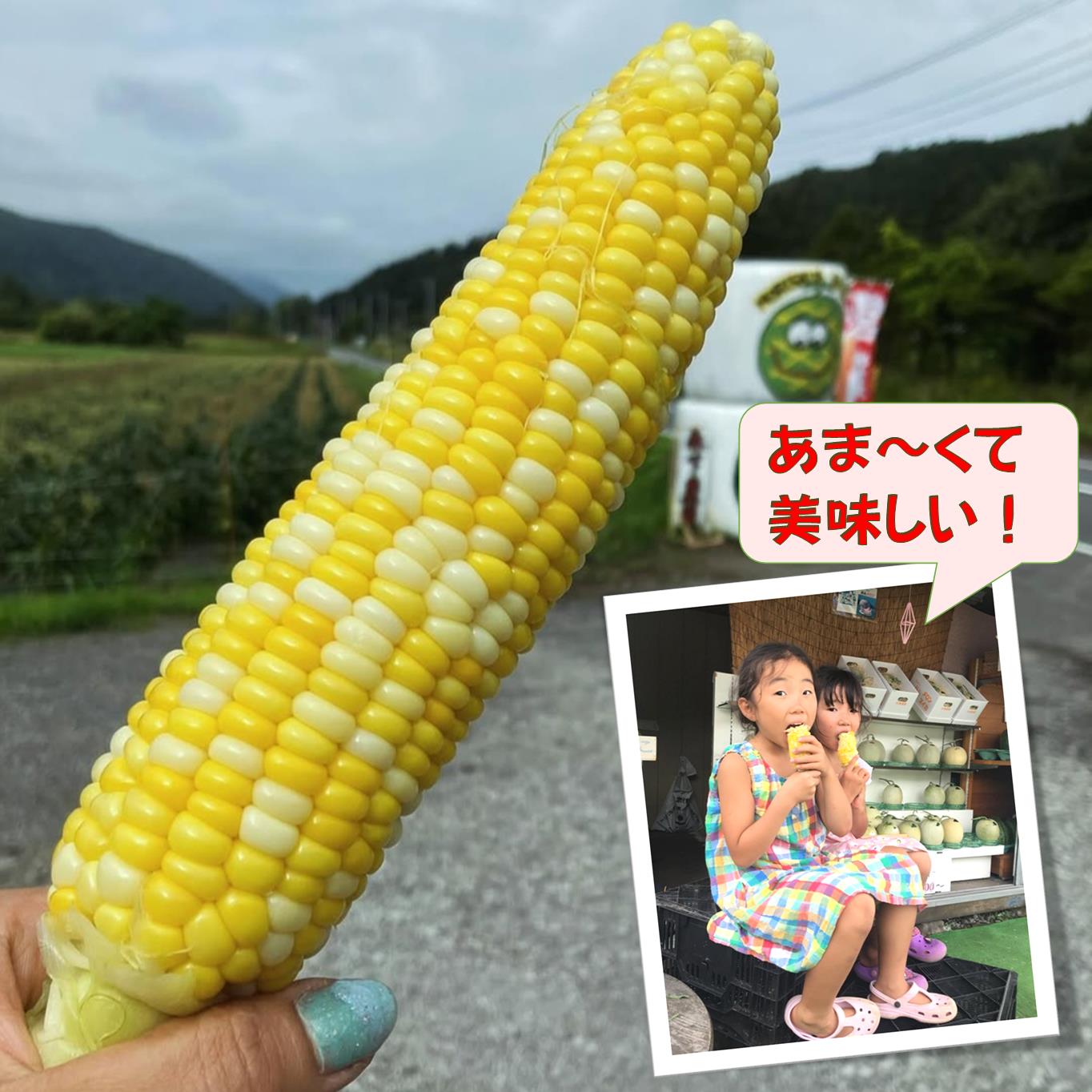 ＜2026年8月上旬よりお届け＞北海道壮瞥産 とうもろこし（スイートコーン）13本 約5kg SBTN001