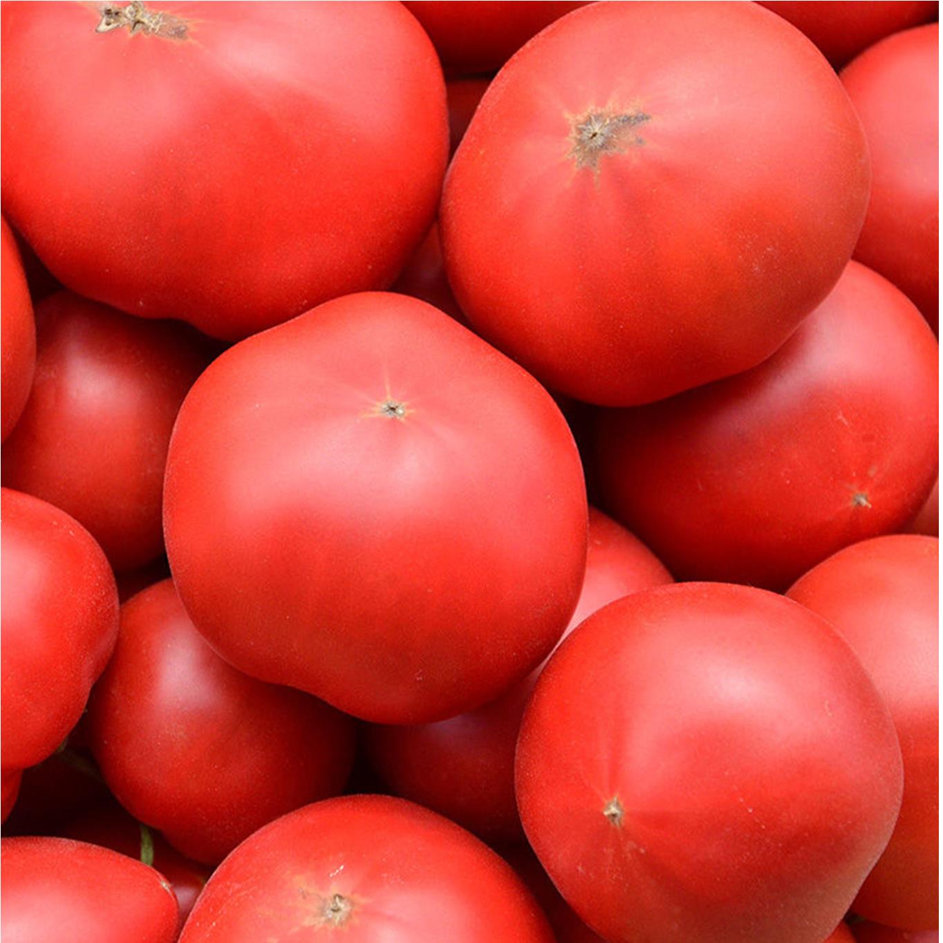 ＜2026年6月下旬よりお届け＞【農園直送】北海道壮瞥産 こだわりフルーツトマト　20玉以上 SBTO003