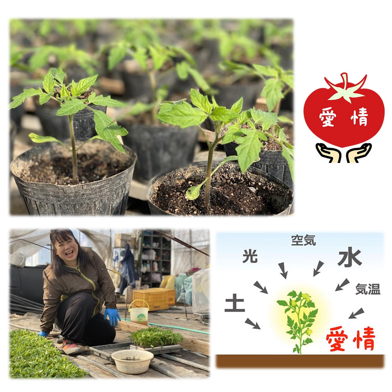 ＜2026年7月上旬よりお届け＞【農園直送】北海道壮瞥産　彩りミニトマト約2.7kg SBTO004