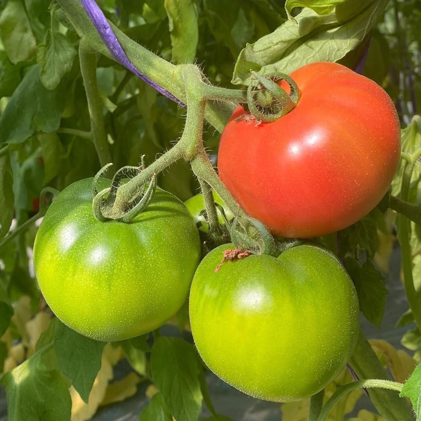 ＜2026年6月下旬よりお届け＞【特選・糖度10度以上】【農園直送】北海道壮瞥産 こだわりフルーツトマト 20玉以上 SBTO005