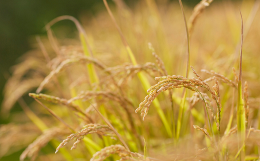 ＜2026年7月・8月・10月お届け＞清水初男農園　メロン・とうもろこし・お米　3回お届け定期便 先行予約 SBTP010