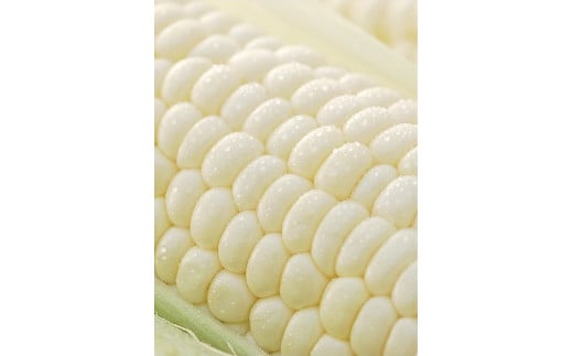 ＜2026年8月下旬よりお届け＞【朝採り】北海道壮瞥産 白いとうもろこし「雪の妖精」Lサイズ12本(約4kg) SBTQ001