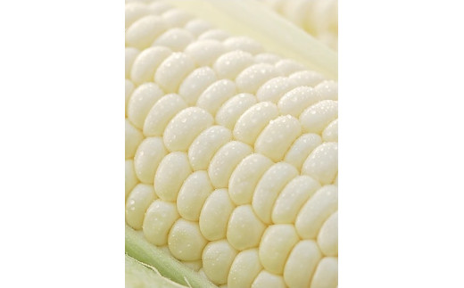 ＜2026年8月中旬よりお届け＞【朝採り】北海道壮瞥町　ホワイトコーン「ピュアホワイト」Lサイズ以上22本（約10kg） SBTQ002