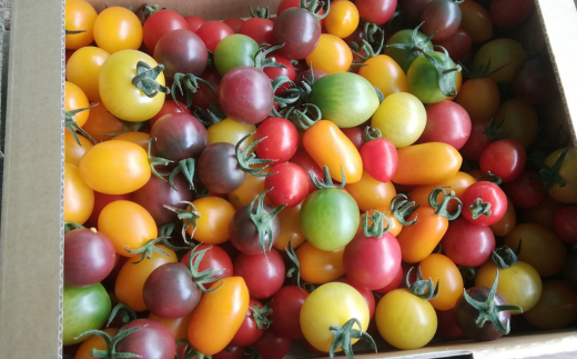 ＜2026年7月上旬よりお届け＞北海道壮瞥産 大作農園のカラフルミニトマト約1.5kg(5種以上) SBTR002