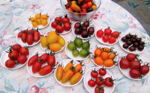 <2026年7月上旬よりお届け>北海道壮瞥産 大作農園の「カラフルミニトマト」約500g（5種以上）とセミドライトマトオイル漬け1瓶（110g）のセット SBTR008