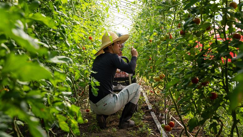 【2026年予約】極旨トマトクール便 食べ比べ2種セット 北海道壮瞥町産 スイート＆ラビットゴッホ 1.5kg 中玉トマト SBTAJ027
