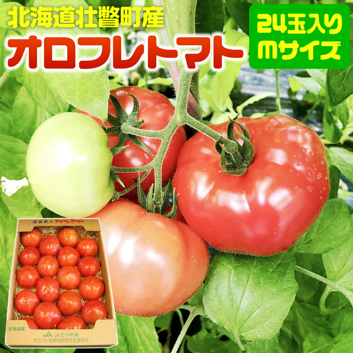＜2026年3月上旬より順次お届け＞北海道壮瞥産 オロフレトマト24玉入り（Mサイズ） SBTA028