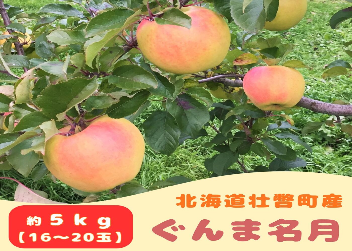 ファームアグリエイトのりんご「ぐんま名月」 約5kg（16～20玉） SBTB014