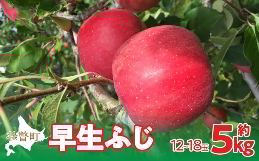 ＜2025年10月中旬よりお届け＞北海道壮瞥町　りんご　品種名「早生ふじ」12～18玉約5kg SBTF009