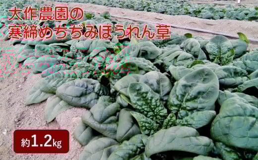 ＜2025年12月上旬よりお届け＞大作農園の寒締めちぢみほうれん草　約1.2kg SBTR001