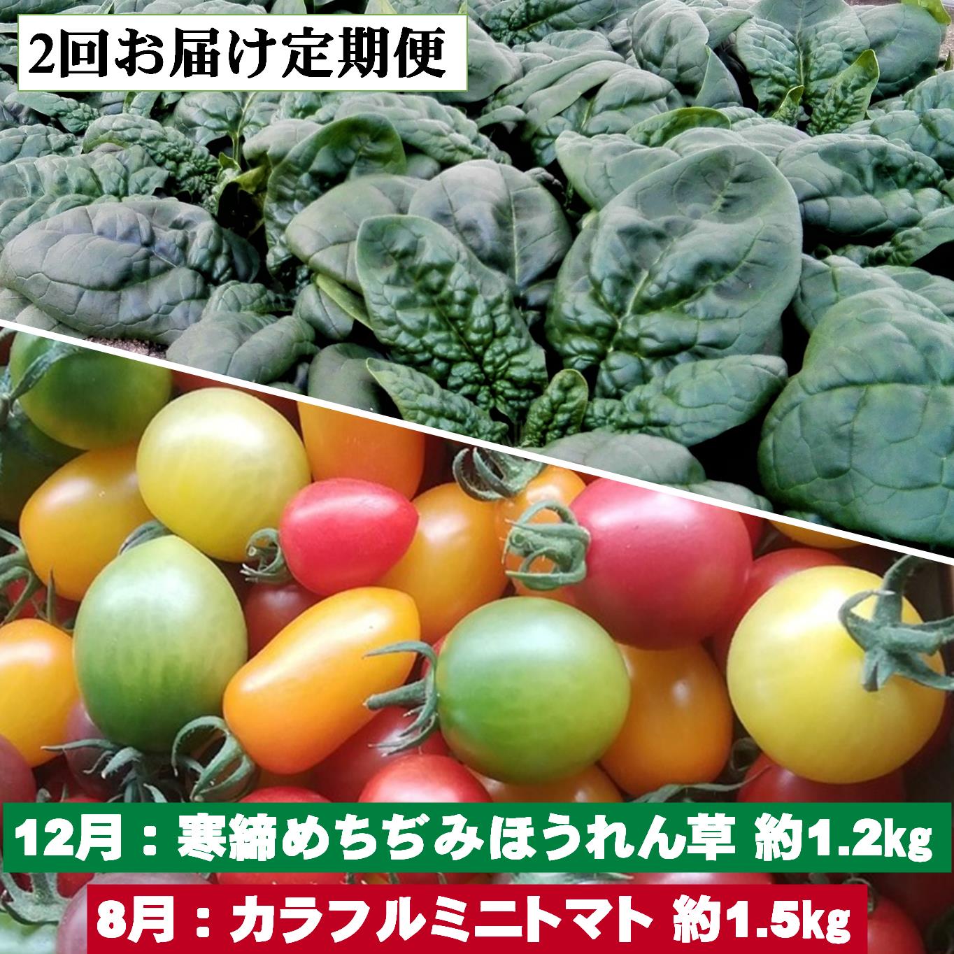 ＜2025年12月・2026年8月お届け＞大作農園　寒締めちぢみほうれん草約1.2kg・カラフルミニトマト約1.5kg　2回お届け定期便 SBTR006